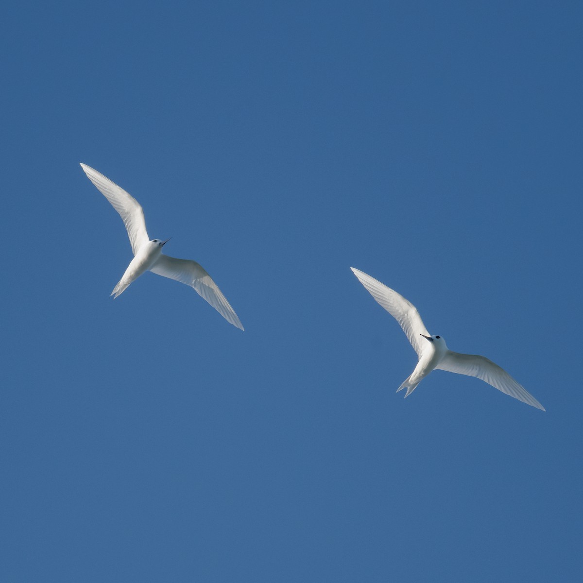 White Tern - ML620077075