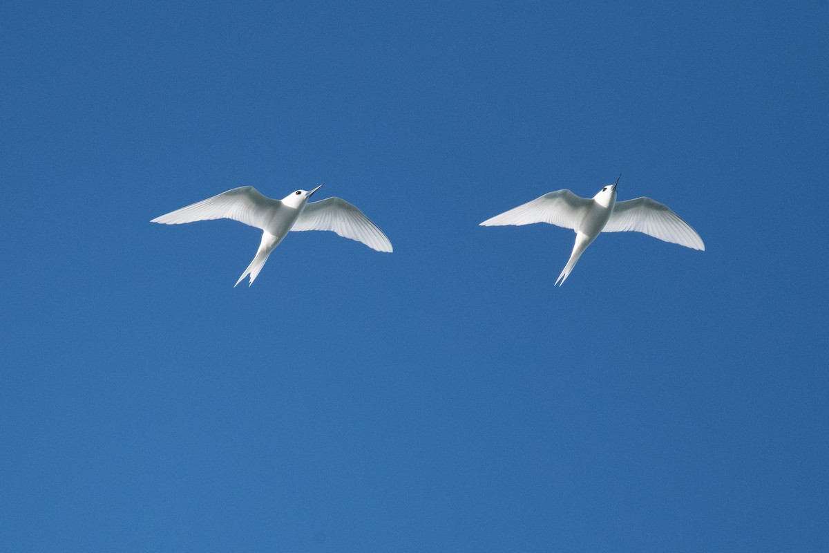White Tern - ML620077078