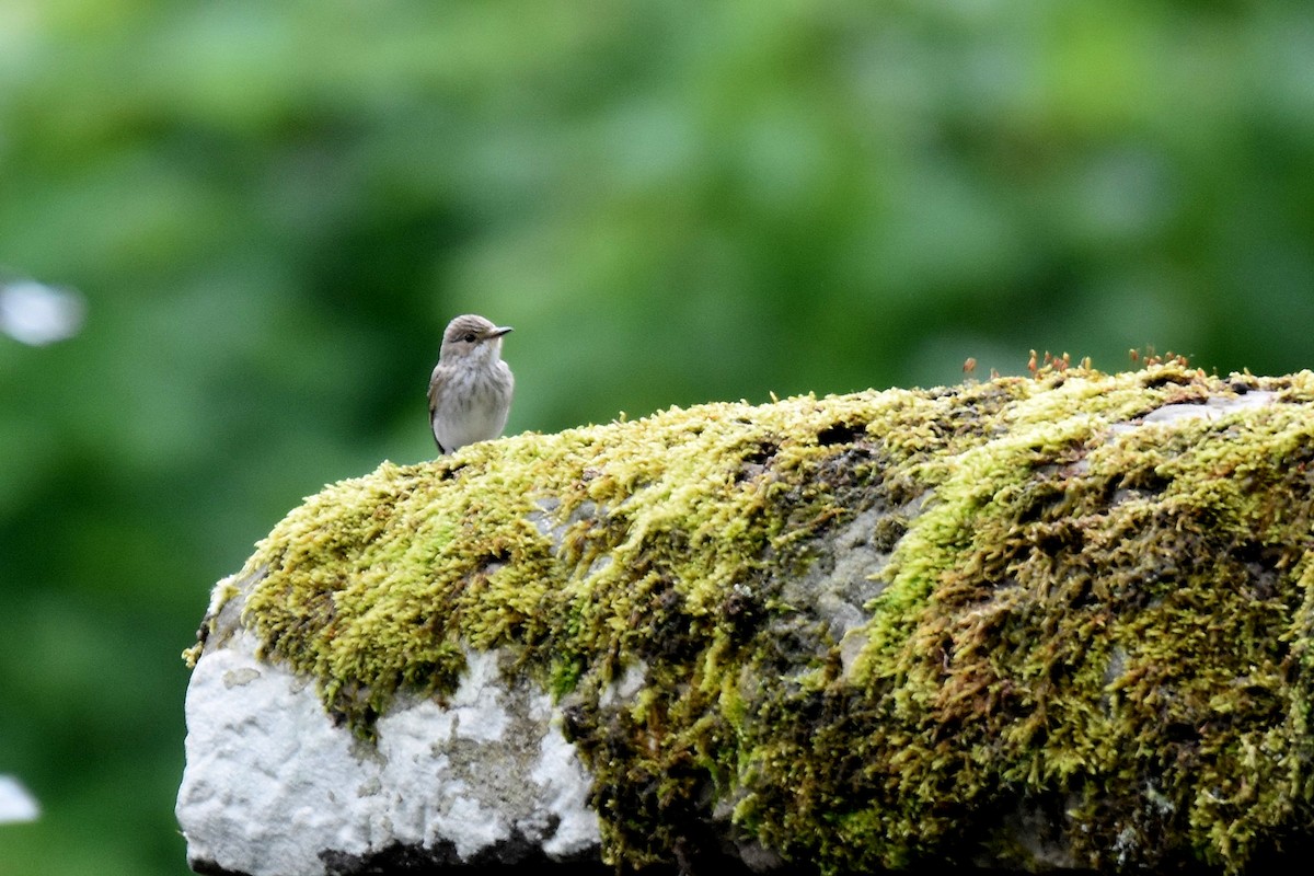 Spotted Flycatcher - Lukasz Pulawski