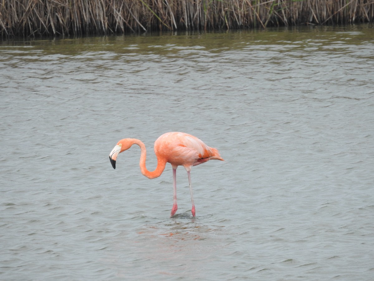 American Flamingo - ML620077081