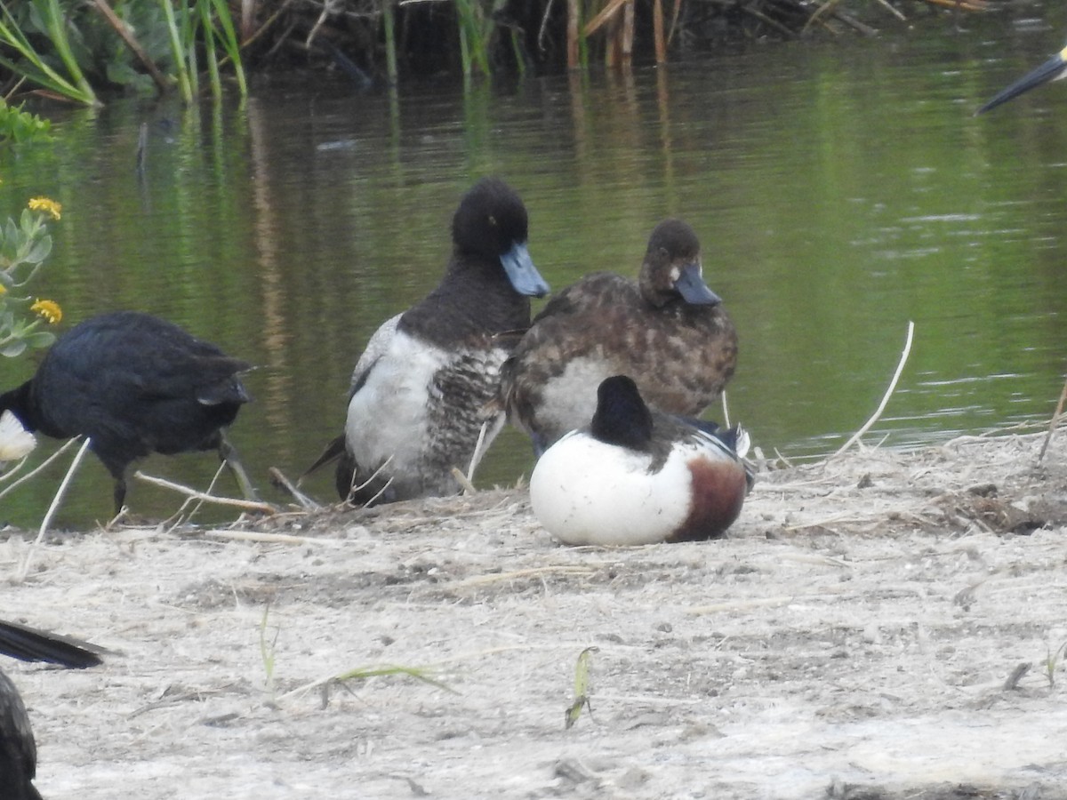Greater Scaup - ML620077092