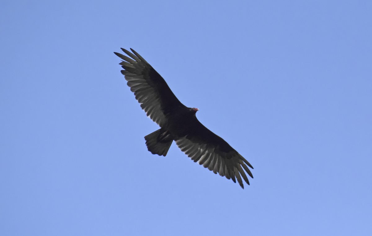 Turkey Vulture - ML620077097