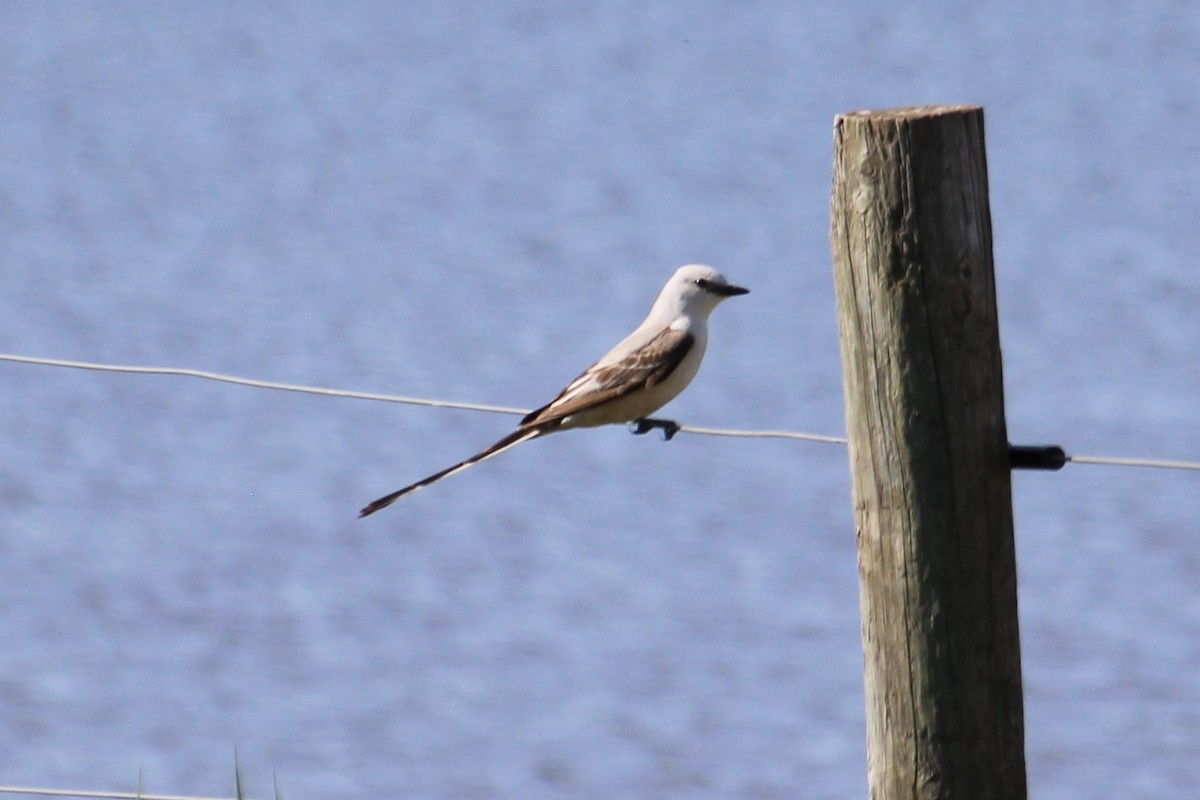 Scissor-tailed Flycatcher - ML620077102