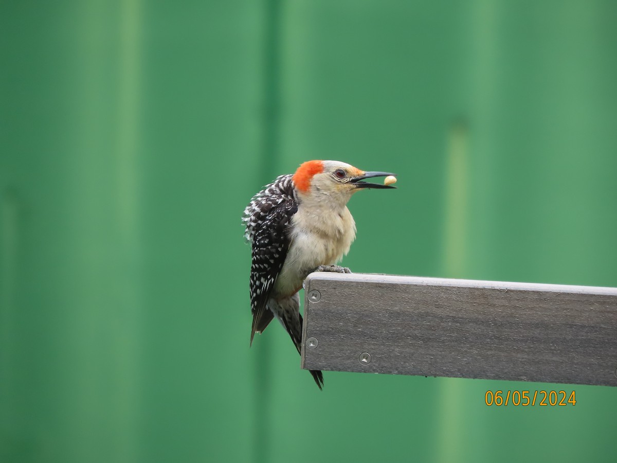 Red-bellied Woodpecker - ML620077138