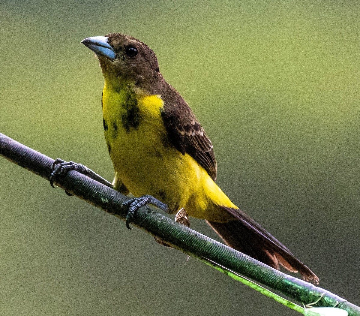 Flame-rumped Tanager - ML620077143