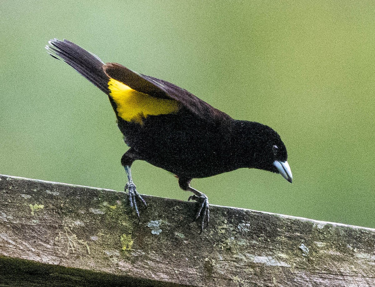 Flame-rumped Tanager - ML620077144