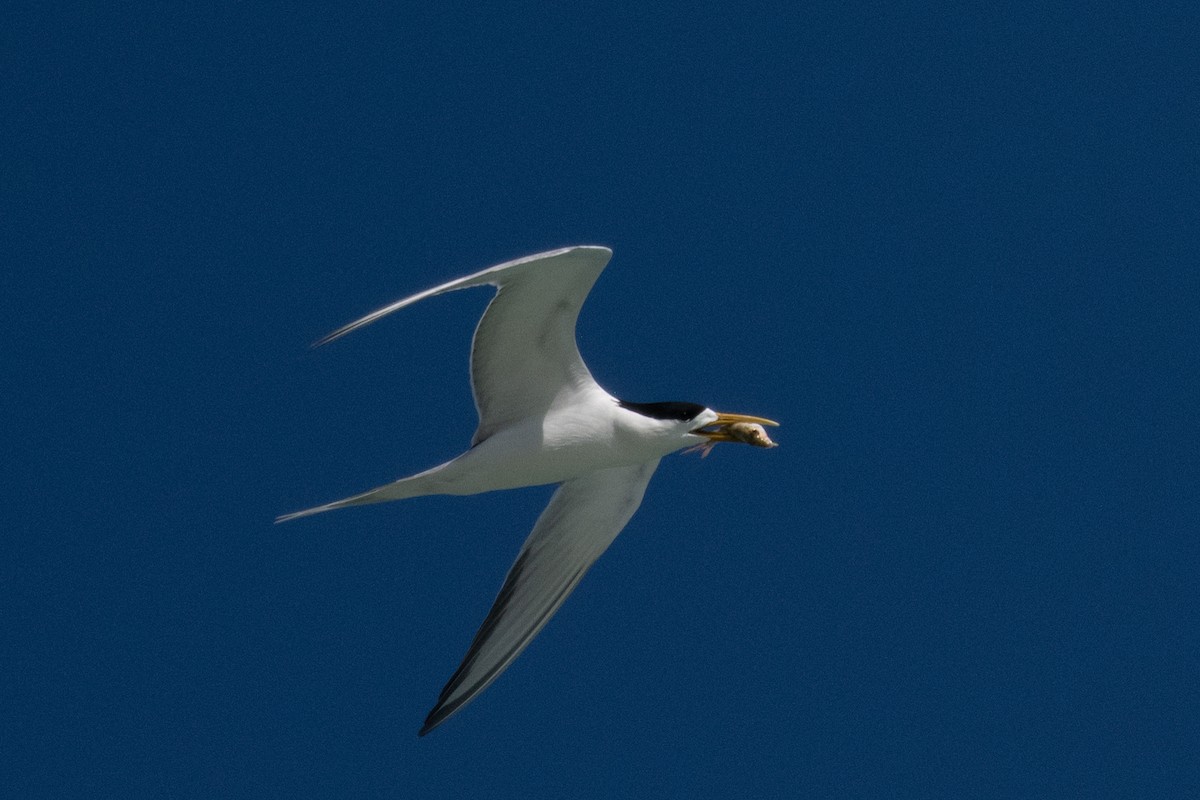 Great Crested Tern - Ross Bartholomew