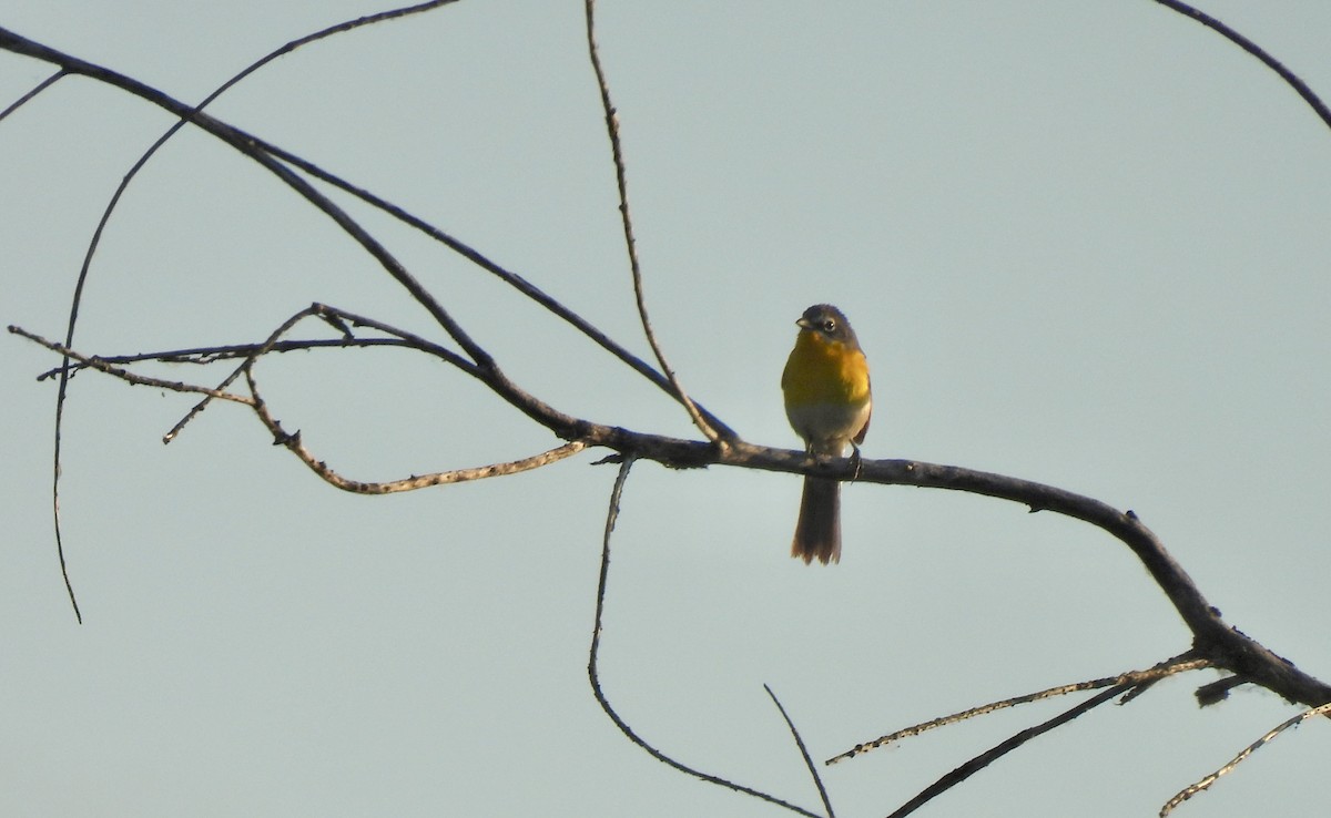 Yellow-breasted Chat - ML620077147