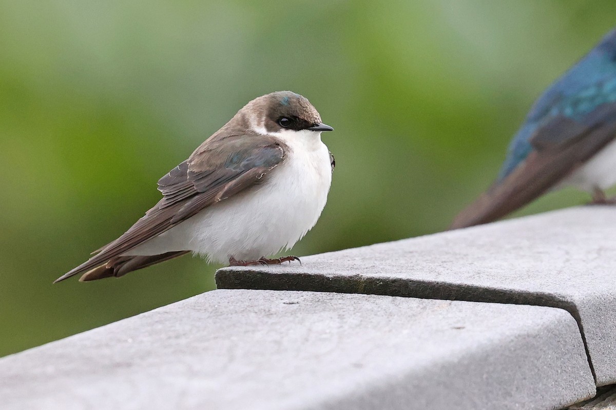 Tree Swallow - ML620077149