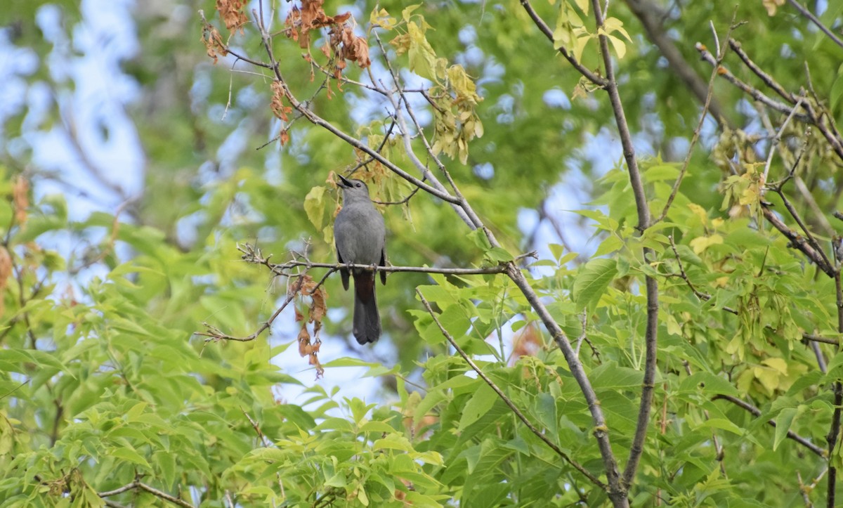 Gray Catbird - ML620077156