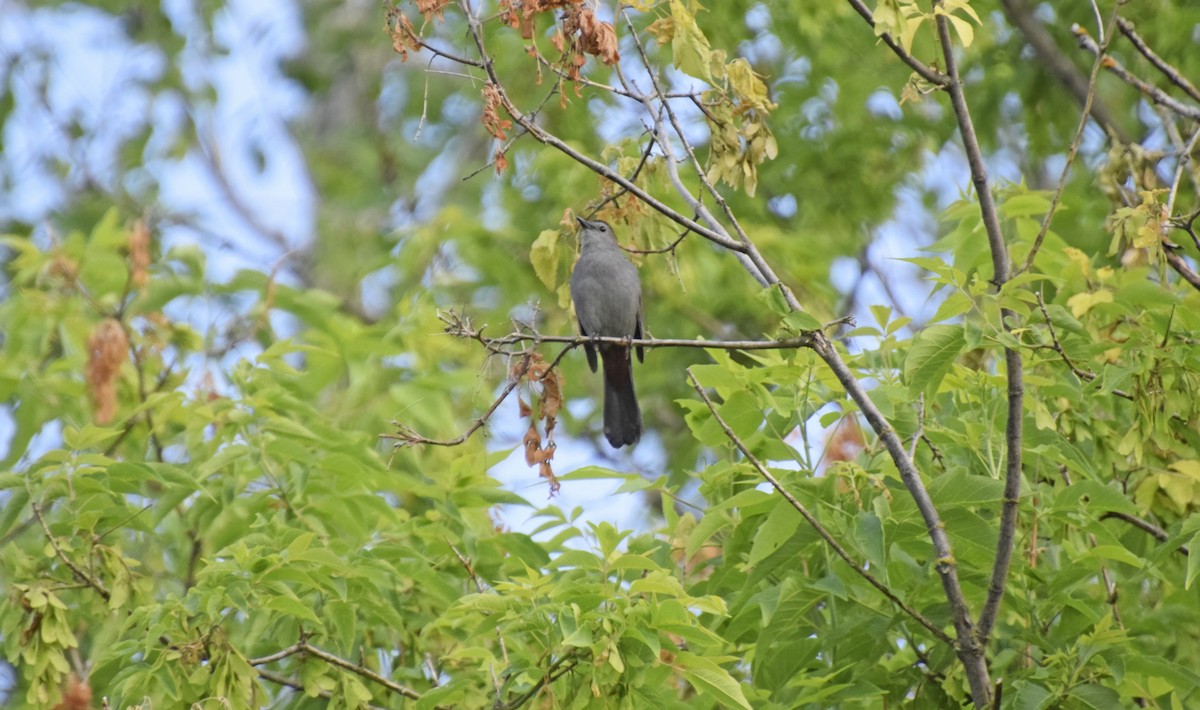 Gray Catbird - ML620077157