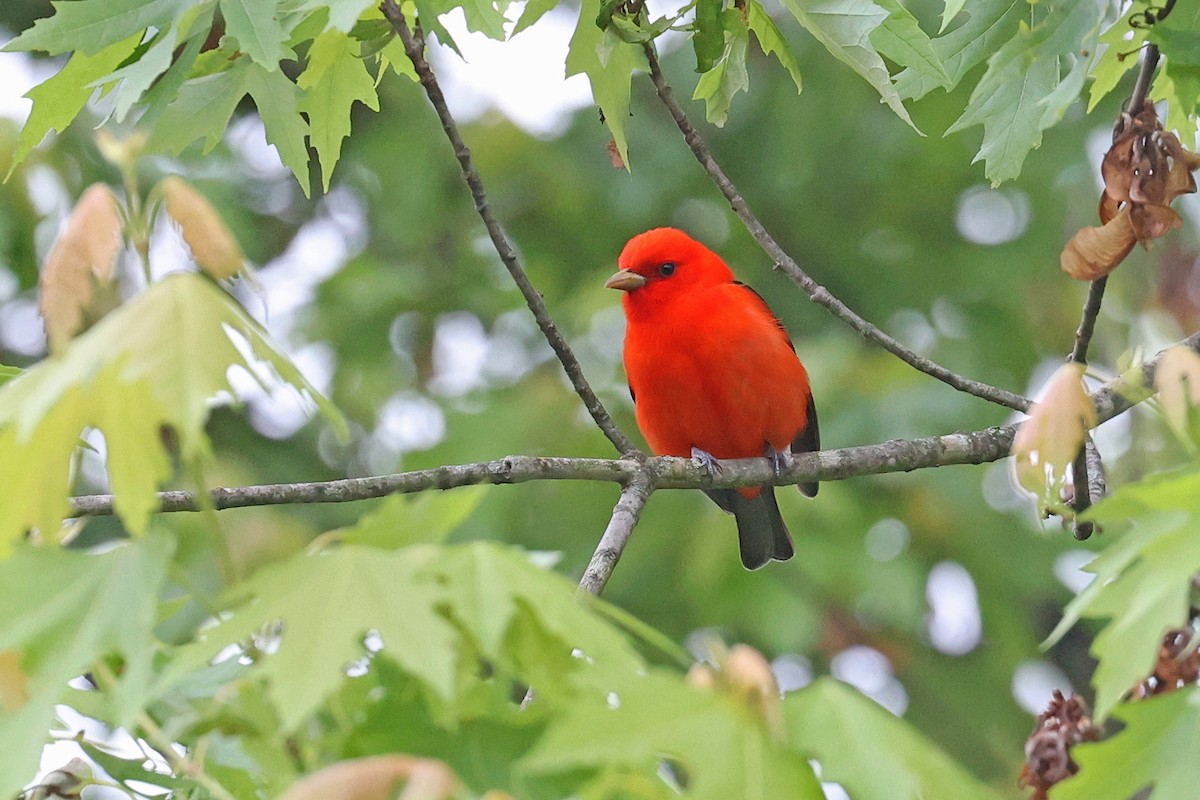 Scarlet Tanager - ML620077160