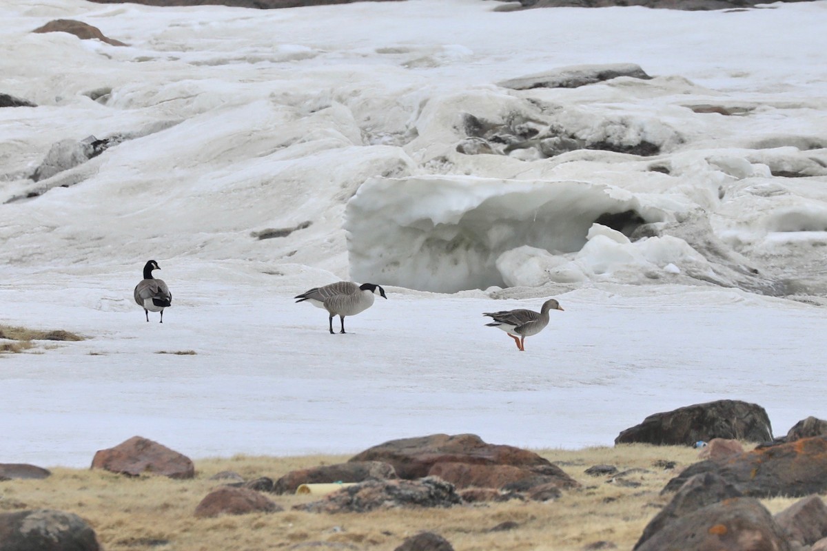 Greater White-fronted Goose - ML620077162