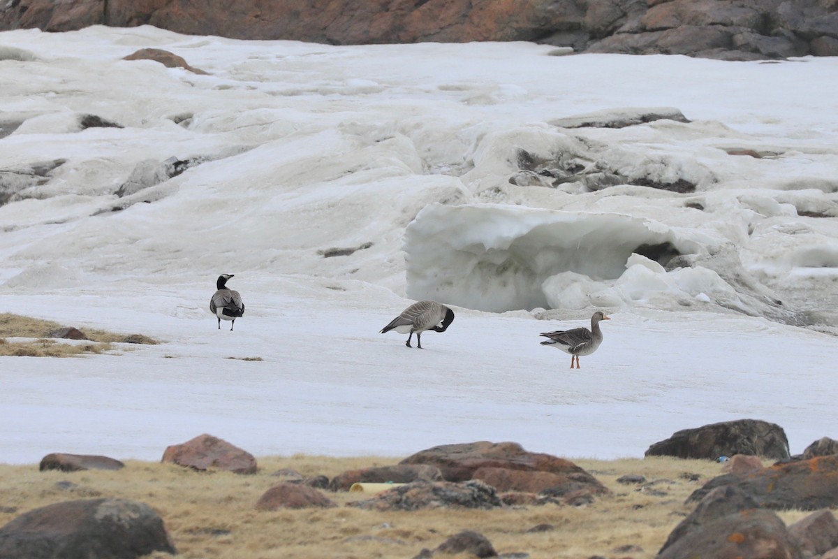 Greater White-fronted Goose - ML620077164