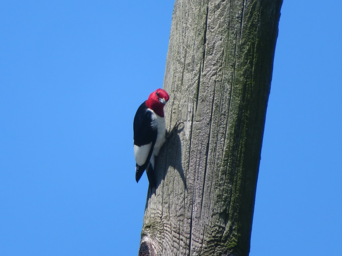 Red-headed Woodpecker - ML620077178