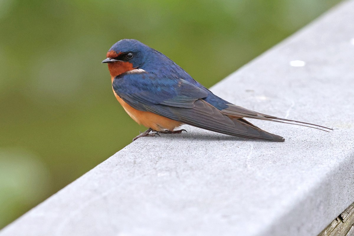 Barn Swallow - ML620077184