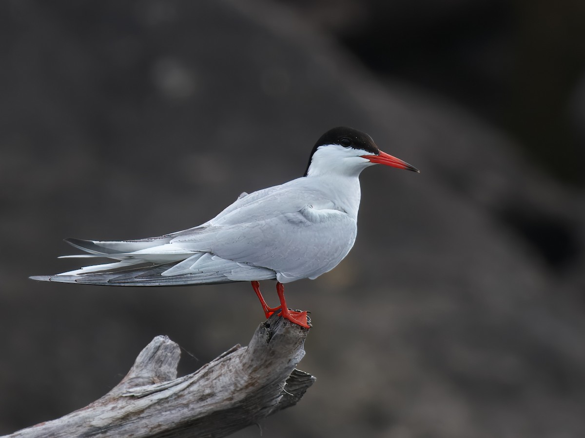 Common Tern - ML620077198