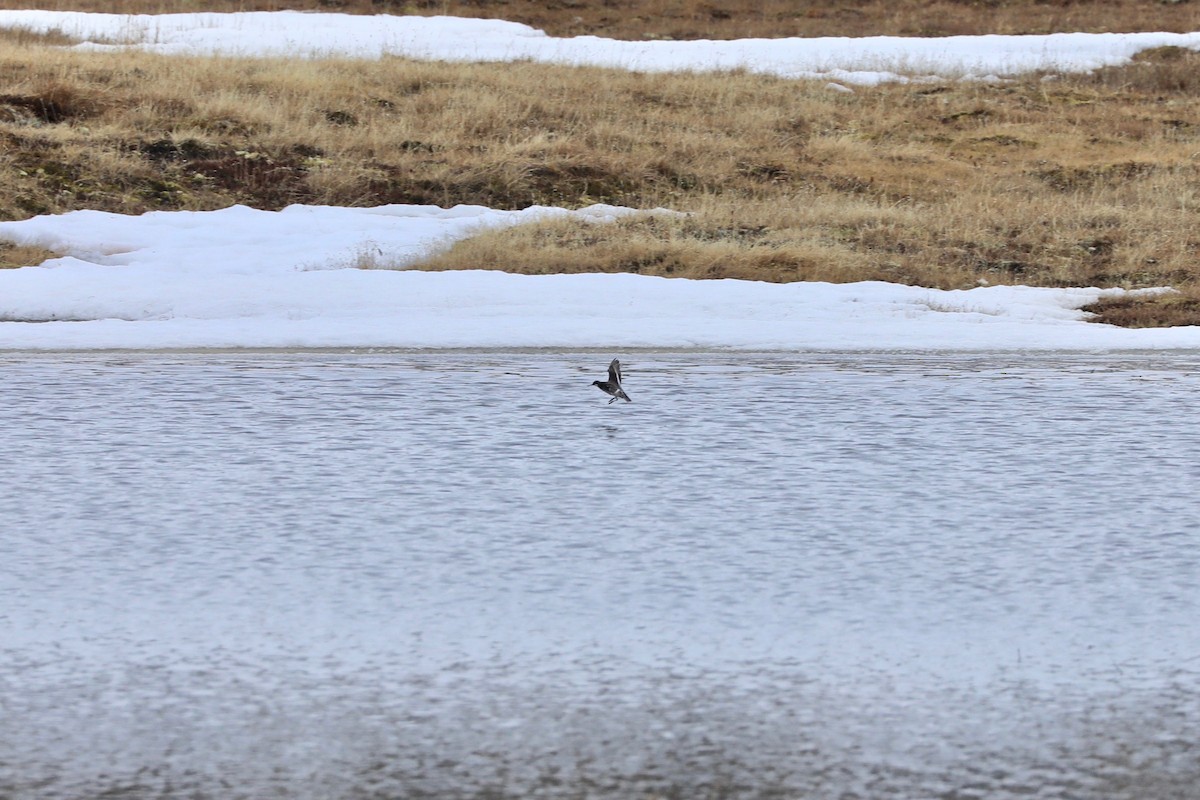 svømmesnipe - ML620077224