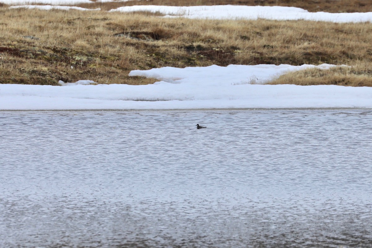 Red-necked Phalarope - ML620077225