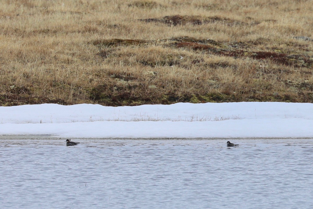 Phalarope à bec étroit - ML620077226