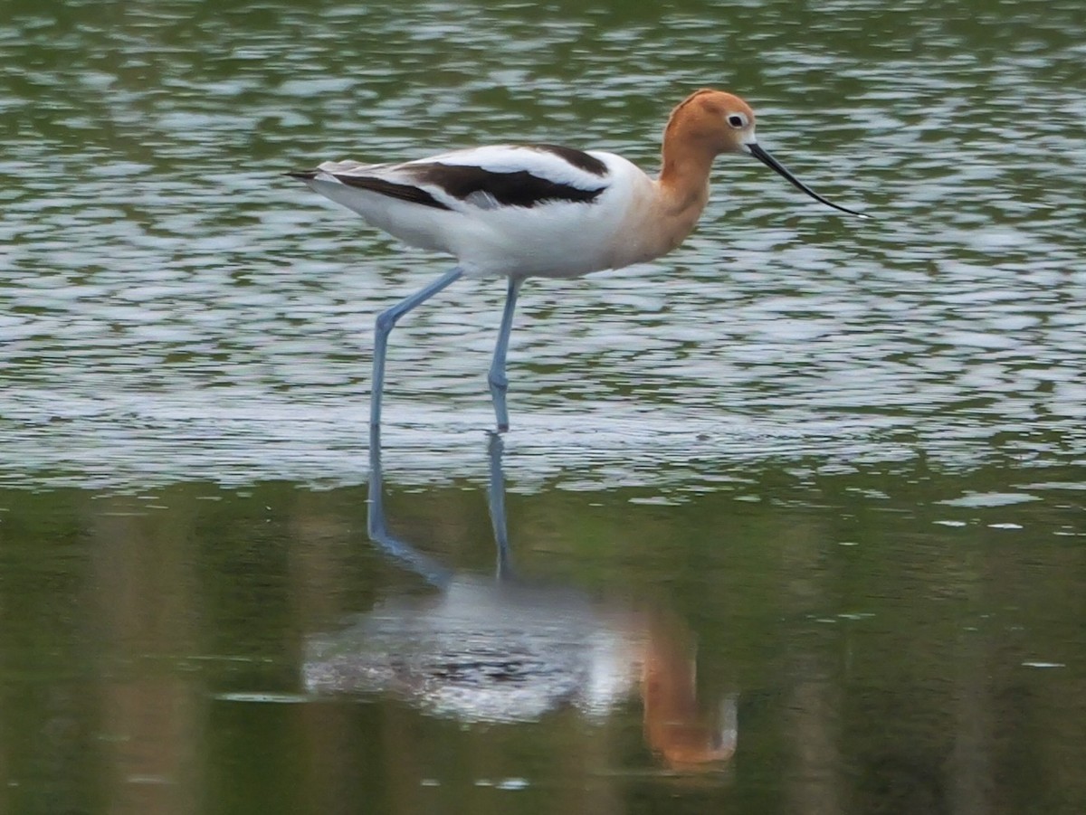 American Avocet - ML620077266