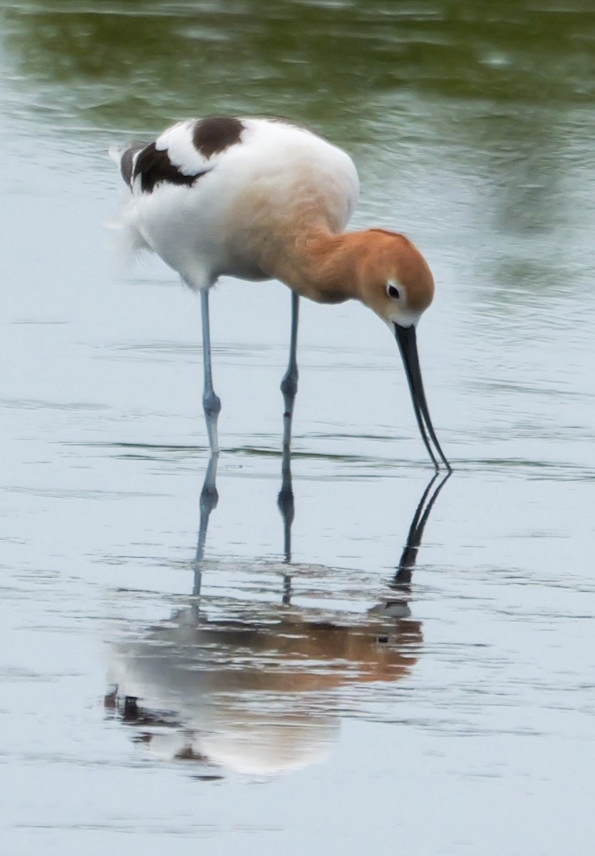 American Avocet - ML620077267