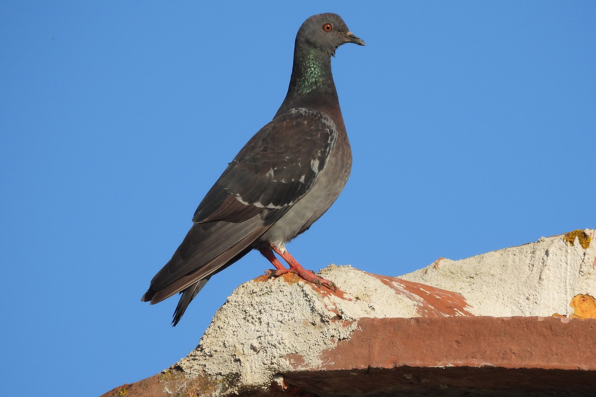 Rock Pigeon (Feral Pigeon) - ML620077272