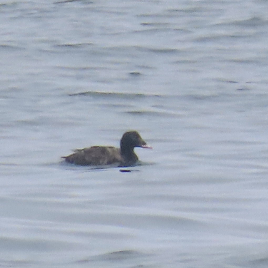 White-winged Scoter - ML620077275