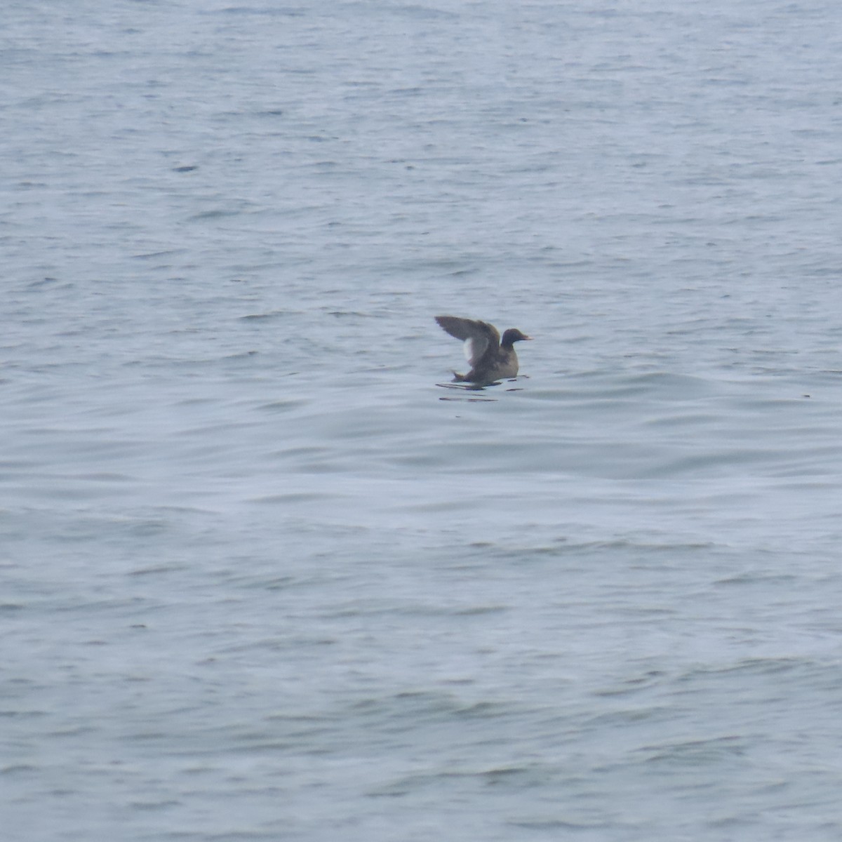 White-winged Scoter - ML620077279