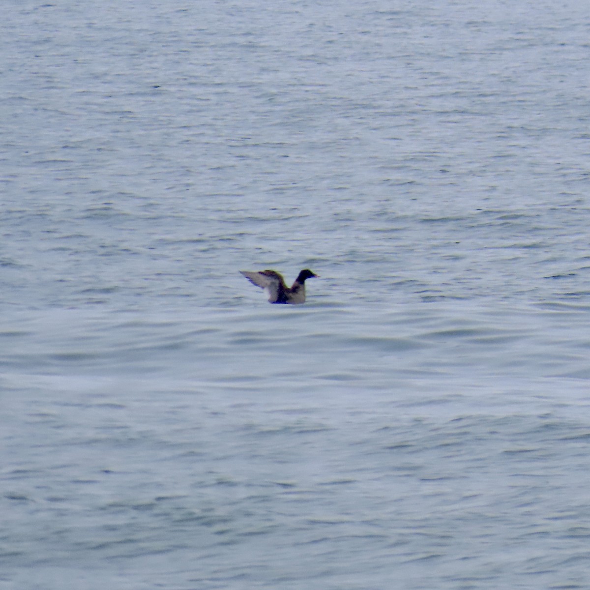 White-winged Scoter - ML620077280