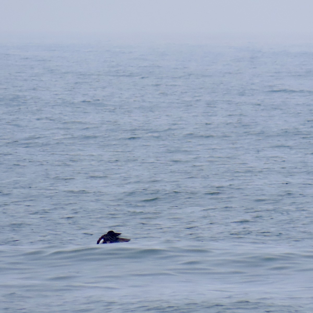 White-winged Scoter - ML620077282