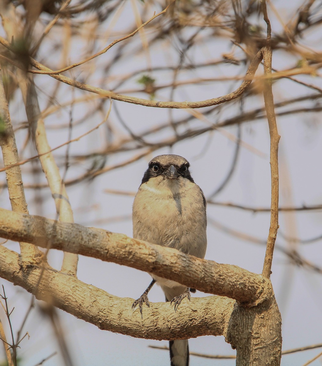 Loggerhead Shrike - ML620077284