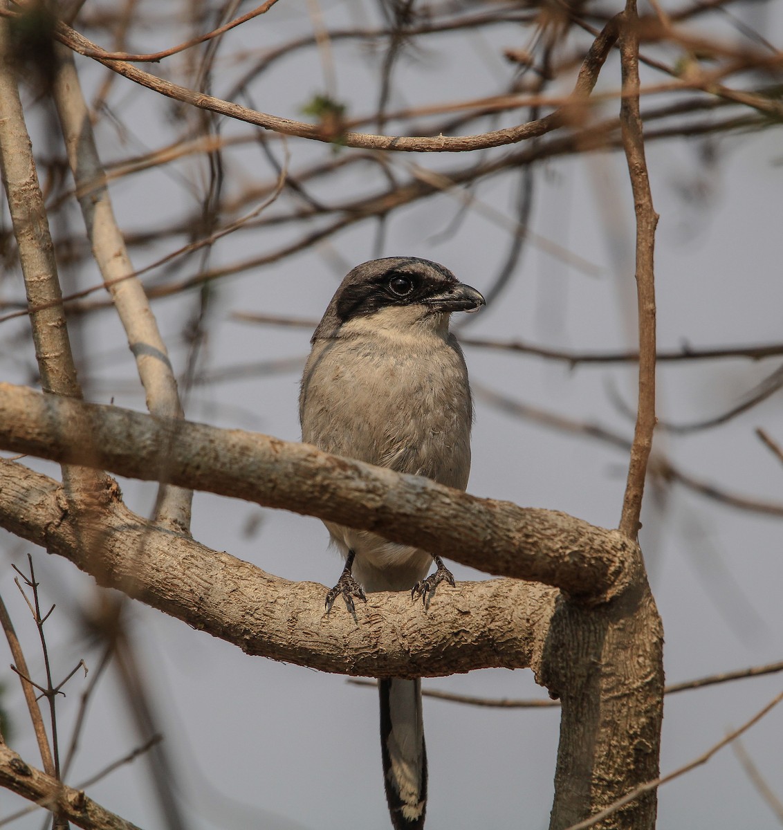 Loggerhead Shrike - ML620077285