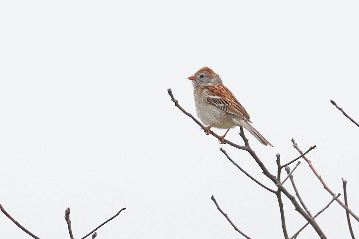 Field Sparrow - ML620077306