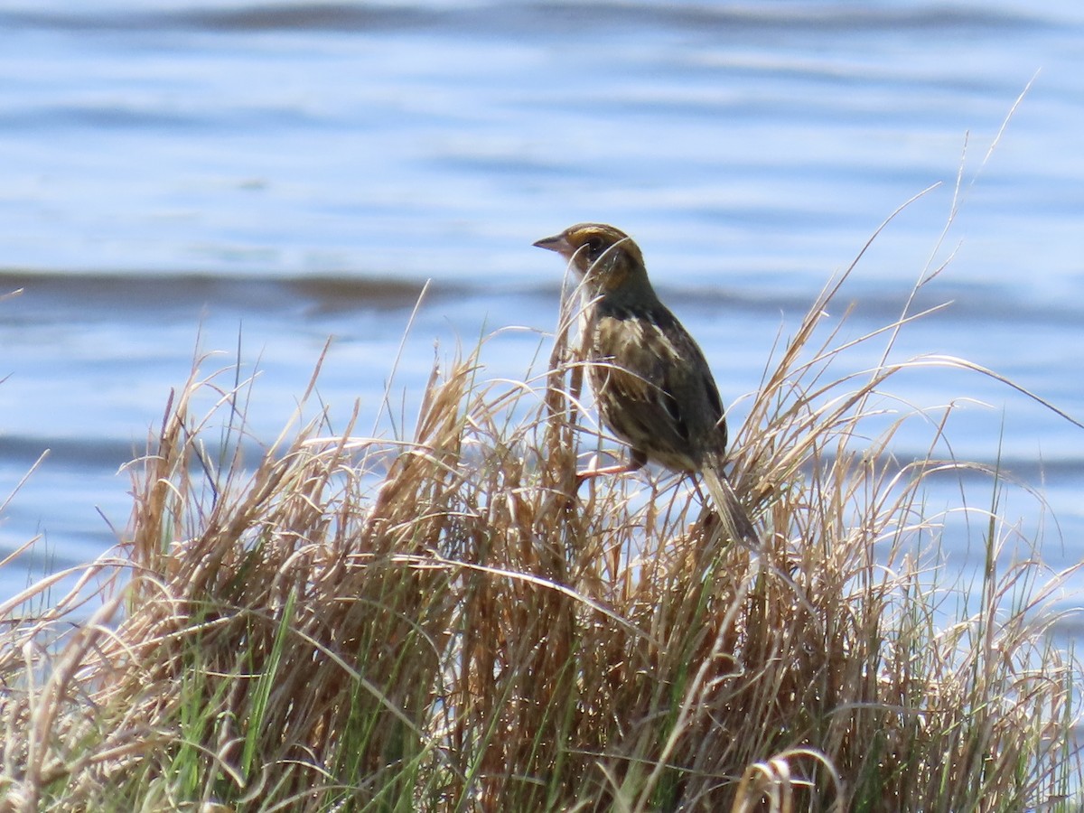 Saltmarsh Sparrow - ML620077310