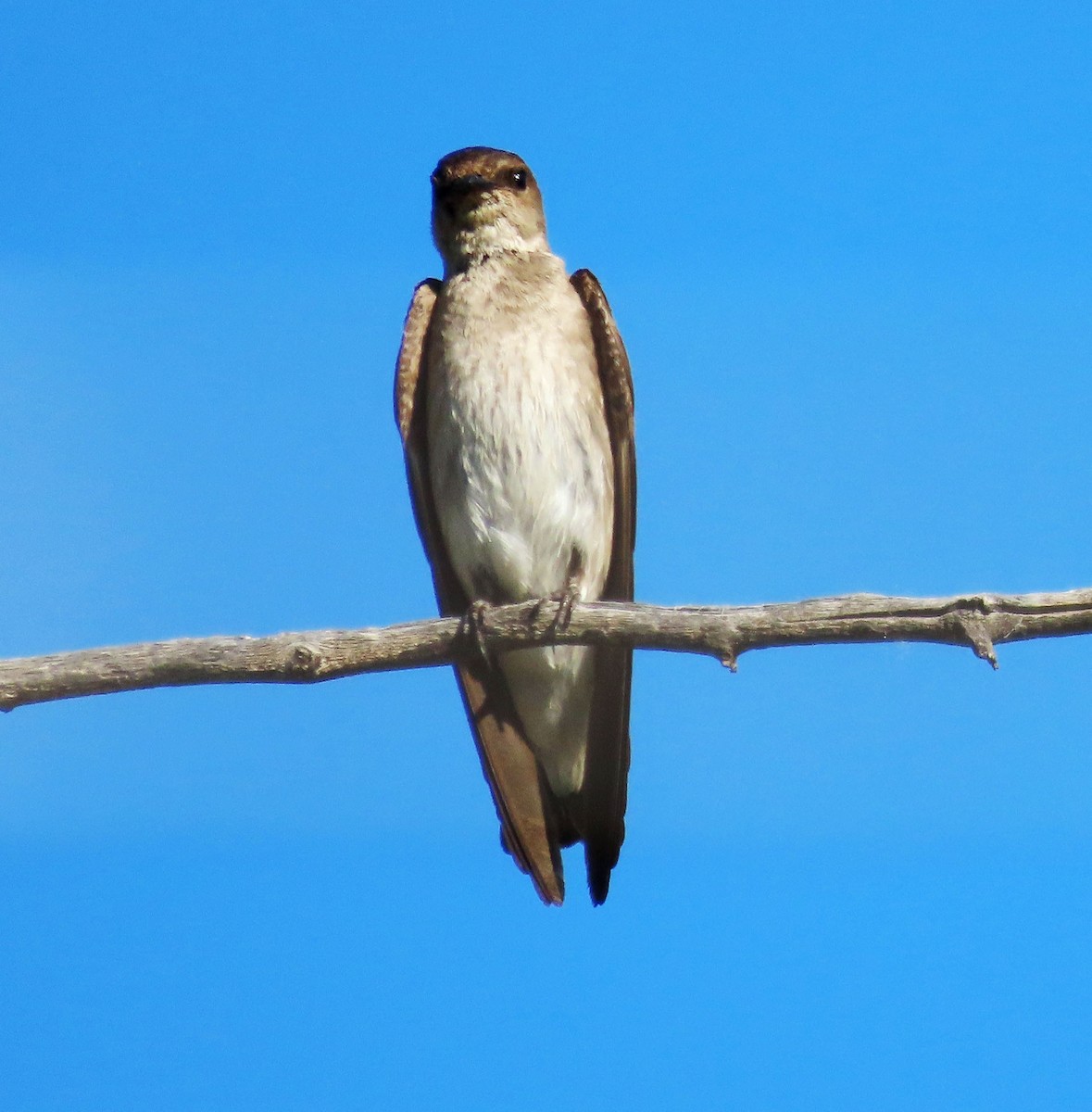Northern Rough-winged Swallow - ML620077318