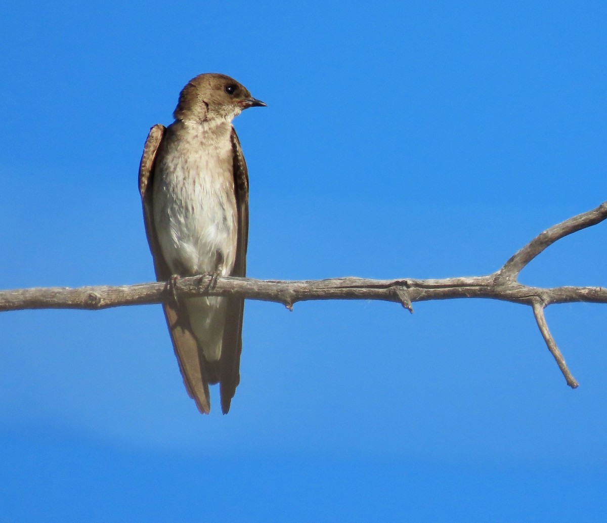 Northern Rough-winged Swallow - ML620077319
