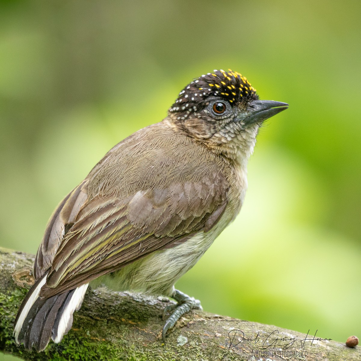 Grayish Piculet - ML620077363