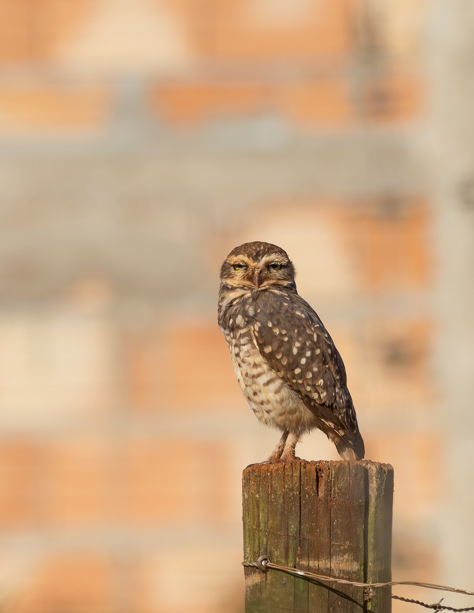 Burrowing Owl - ML620077368