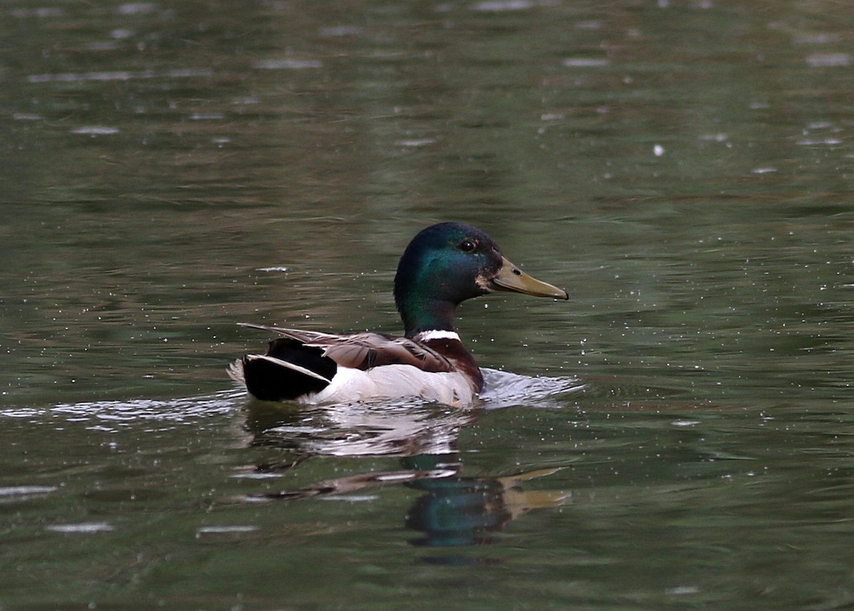 Mallard - Miguel García