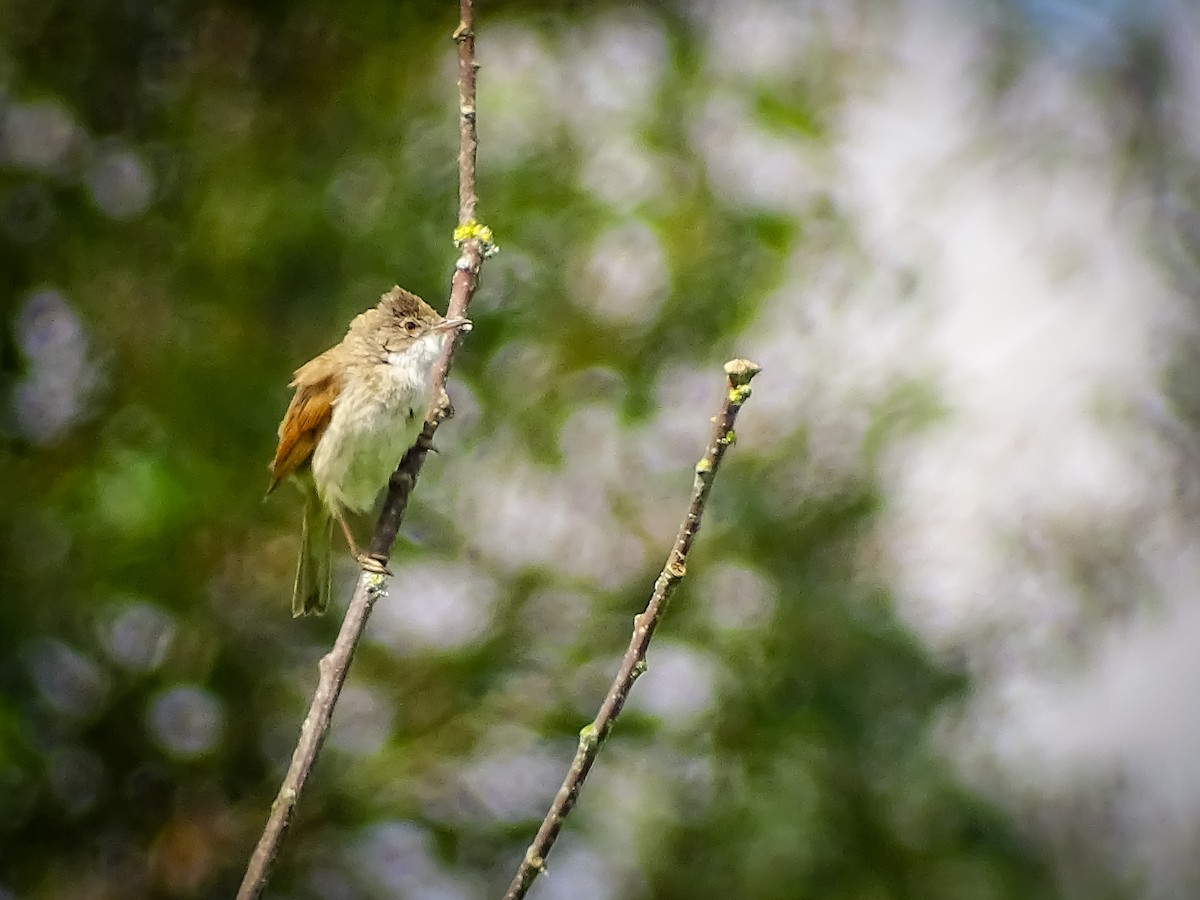 Greater Whitethroat - ML620077383
