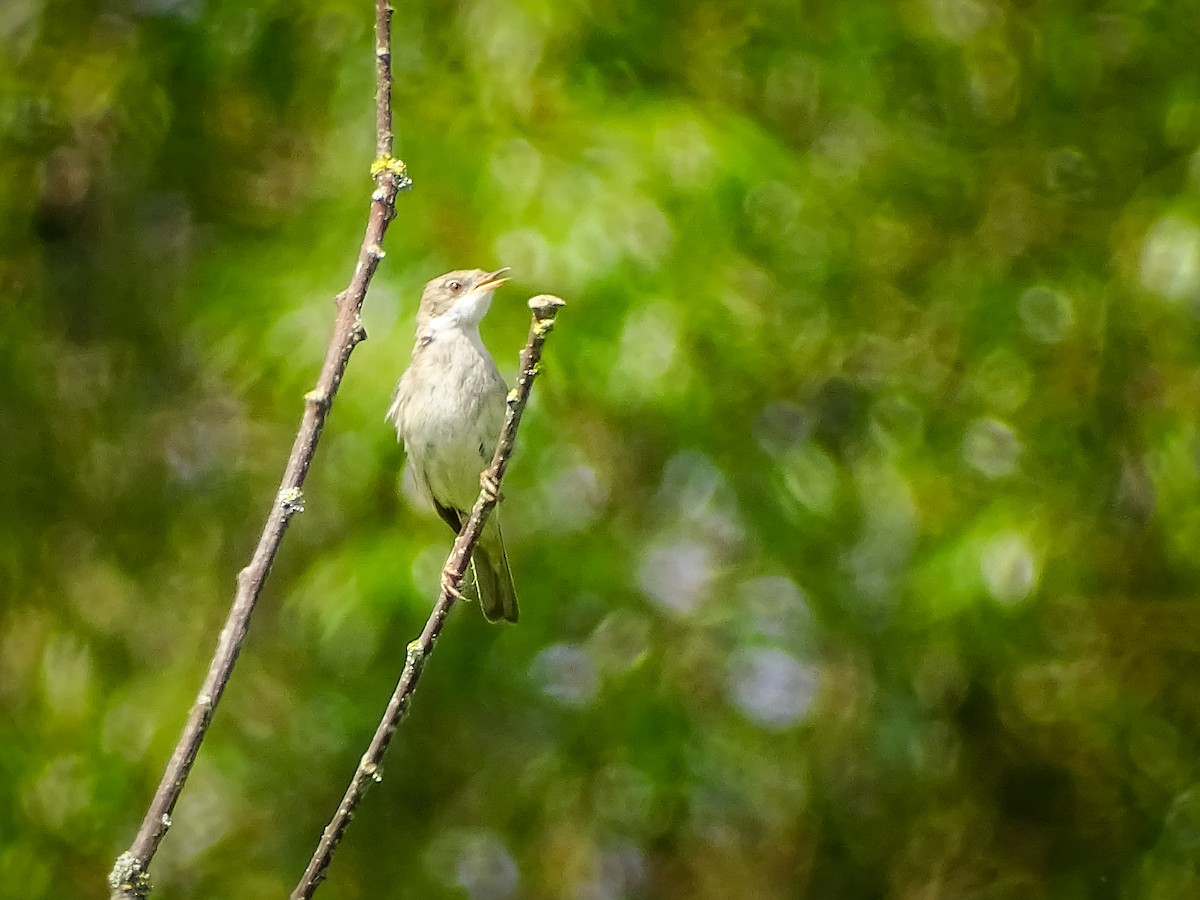 Greater Whitethroat - ML620077385