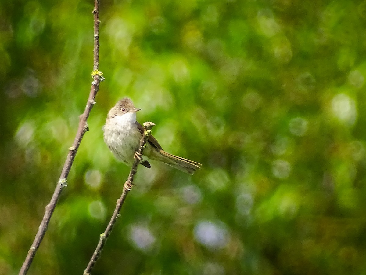 Greater Whitethroat - ML620077386
