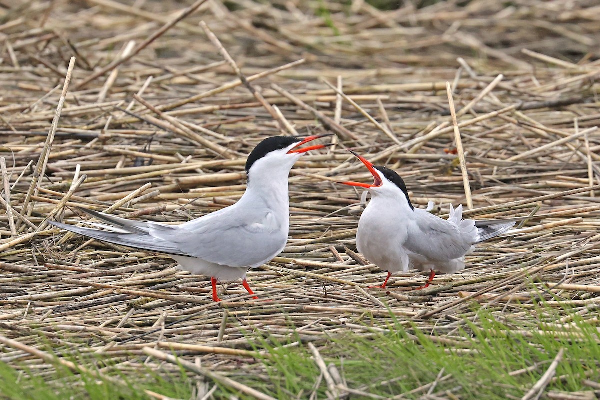 Common Tern - ML620077391