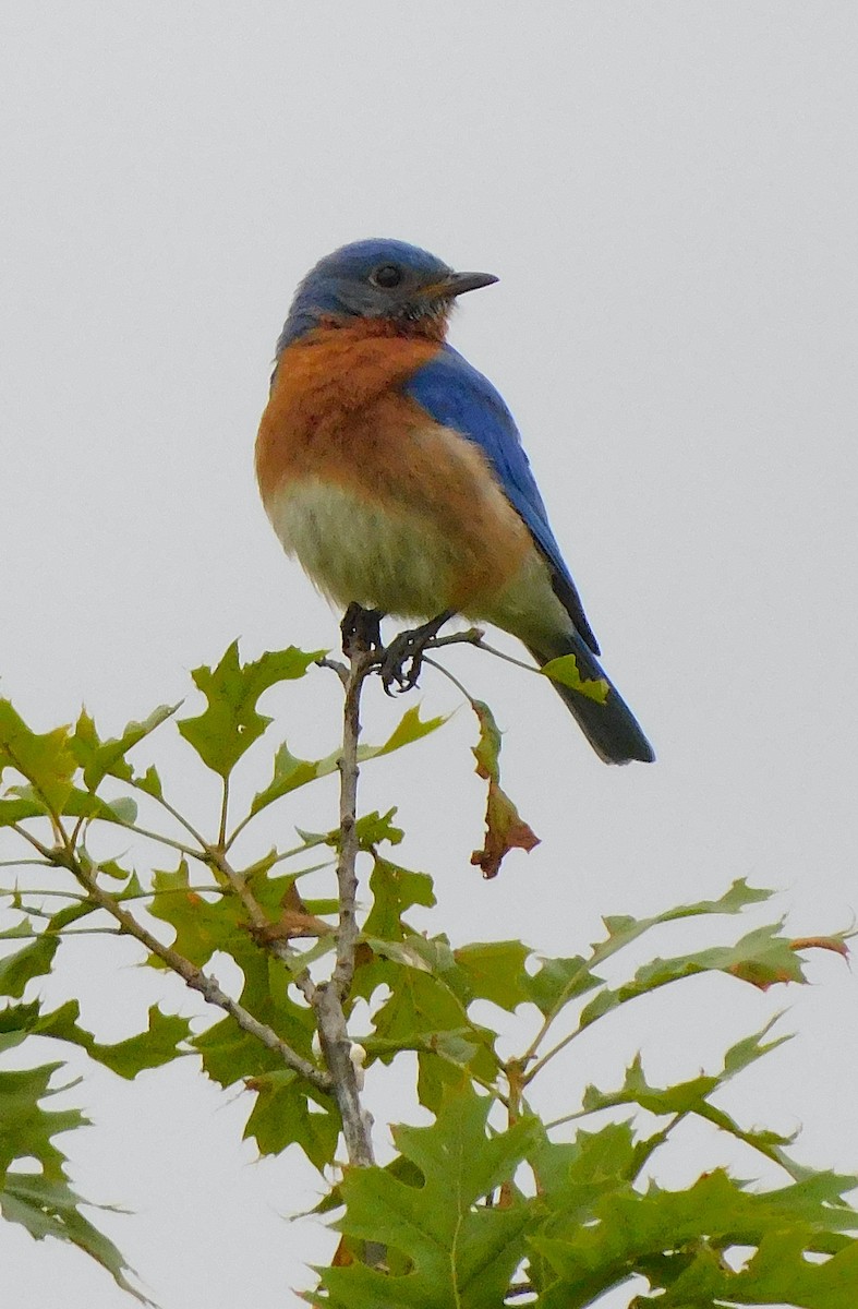 Eastern Bluebird - ML620077396