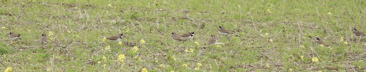 Semipalmated Plover - ML620077408