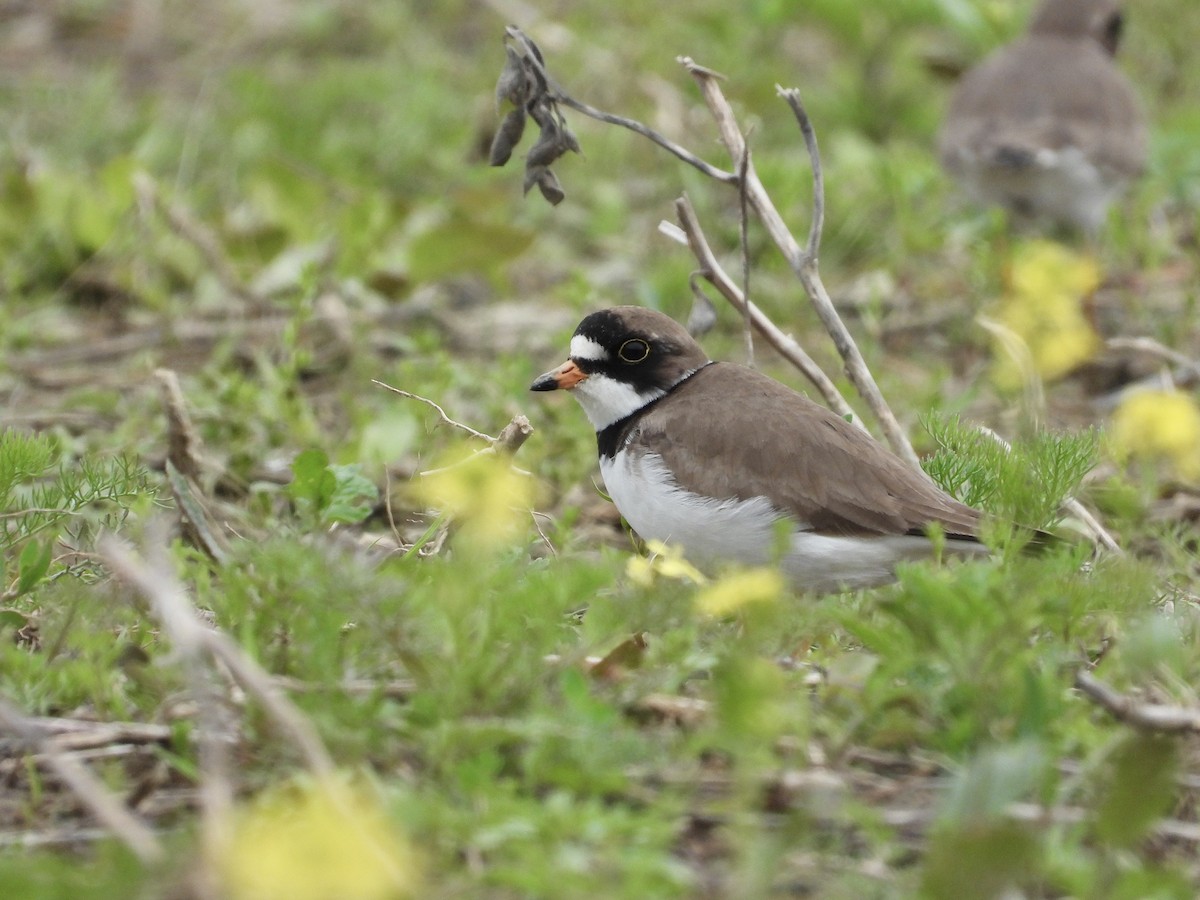Semipalmated Plover - ML620077409