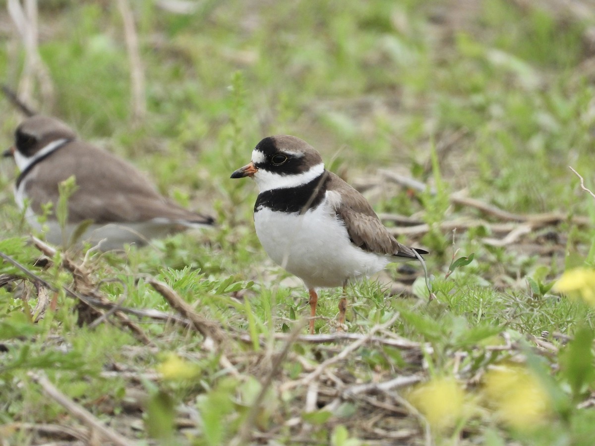Semipalmated Plover - ML620077410