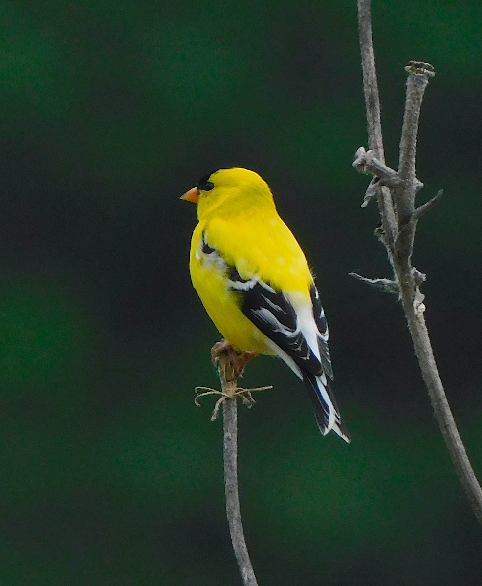 Chardonneret jaune - ML620077412