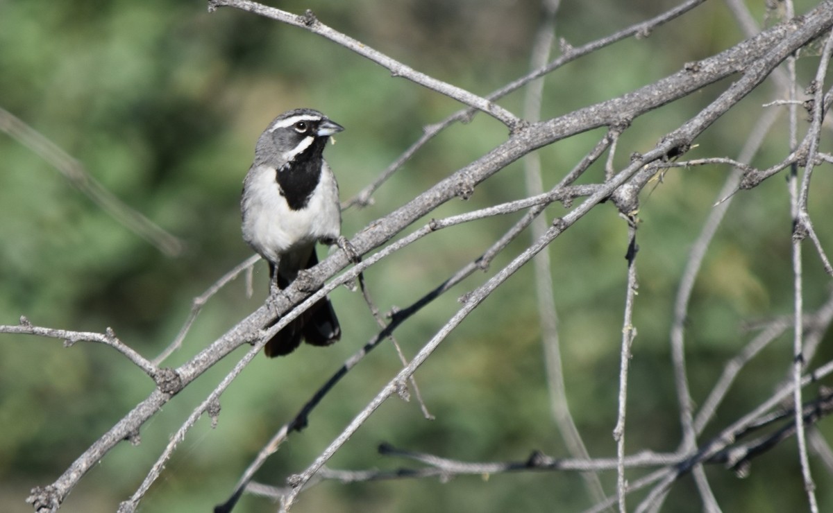 Black-throated Sparrow - ML620077413